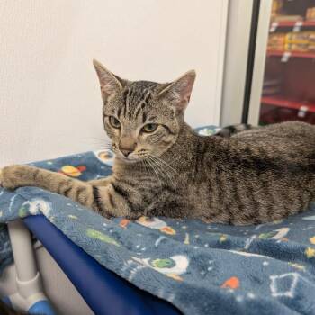Domestic Short Hair Cats Available for Adoption - Butterfinger | PetCurious
