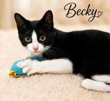Becky (FCID# 07/06/2026 - 51 West Chester PS) -  Tuxedo Cat for Adoption in Greenville, Delaware - Becky (FCID# 07/06/2026 - 51 West Chester PS) | PetCurious