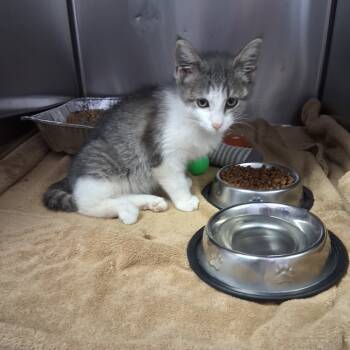 Rescue Domestic Short Hair Cats for Adoption in Portage, Michigan - Mia | PetCurious