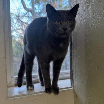 Coal -  Domestic Short Hair Cat for Adoption in Eureka Springs, Arkansas - Coal | PetCurious