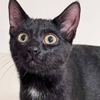 ASHYR -  Domestic Short Hair Cat for Adoption in Delhi, Ontario - ASHYR | PetCurious
