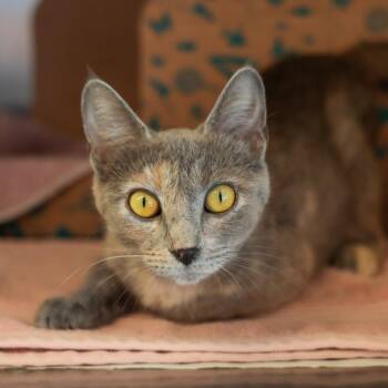 Coppertone -  Domestic Short Hair Cat for Adoption in Goleta, California - Coppertone | PetCurious