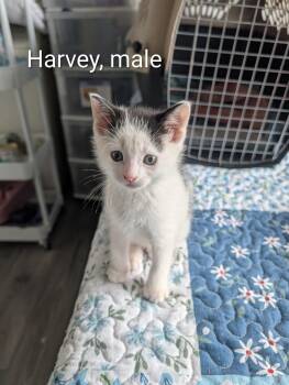Harvey -  Domestic Short Hair Cat Available for Adoption in Ottawa, Ontario - Harvey | PetCurious