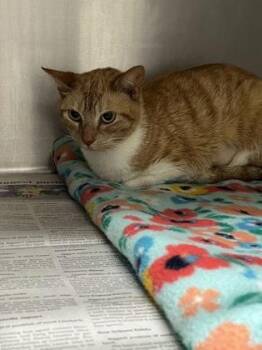 Domestic Short Hair Cats Available for Adoption in Louisburg, North Carolina - Apricot | PetCurious