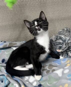 Rescue Domestic Short Hair Cats for Adoption in Jackson, Georgia - Riesling | PetCurious