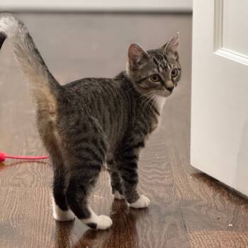 Rescue Domestic Short Hair Cats for Adoption in Westport, Connecticut - Tigger (Val 3) | PetCurious