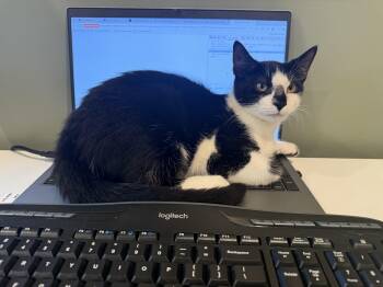 Rescue Domestic Short Hair Cats for Adoption in Absecon, New Jersey - Bingo | PetCurious