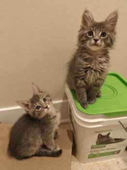 Domestic Short Hair Cats Available for Adoption - Hammerhead | PetCurious