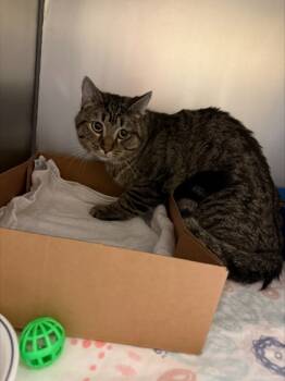 Rescue Domestic Short Hair Cats for Adoption in West Chester, Pennsylvania - Pepper | PetCurious