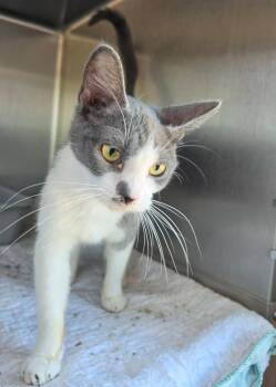 Cloud -  Domestic Short Hair Cat for Adoption in Metamora, Illinois - Cloud | PetCurious