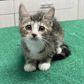 Nutella -  Domestic Short Hair Cat for Adoption in Riverside, California - Nutella | PetCurious