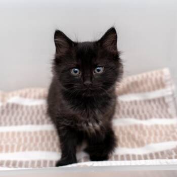 Planner -  Domestic Medium Hair Cat for Adoption in New York, New York - Planner | PetCurious