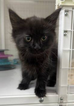 Pricilla -  Domestic Medium Hair Cat for Adoption in St. Helens, Oregon - Pricilla | PetCurious