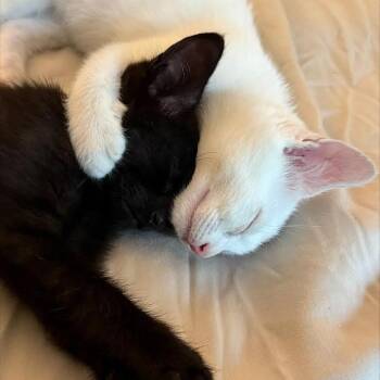 Astaire C70733 (Sponsored) -  Domestic Short Hair Cat for Adoption in Minnetonka, Minnesota - Astaire C70733 (Sponsored) | PetCurious