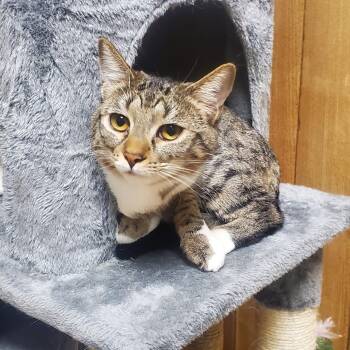 Domestic Short Hair Cats Available for Adoption - Bogart | PetCurious