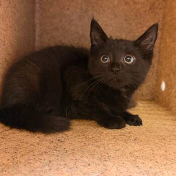Porshie -  Domestic Short Hair Cat for Adoption in Philadelphia, Pennsylvania - Porshie | PetCurious