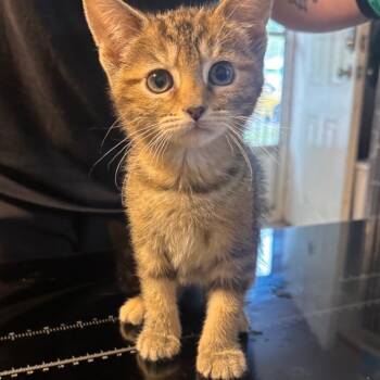 Lola -  Domestic Short Hair Cat for Adoption in Belleville, Illinois - Lola | PetCurious