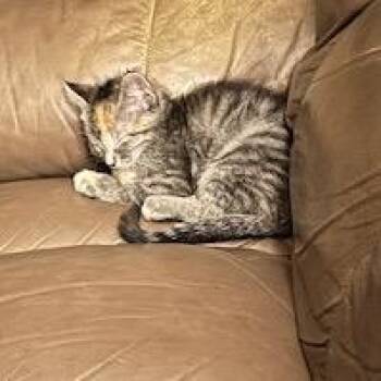 Domestic Short Hair Cats Available for Adoption - Clawdia | PetCurious