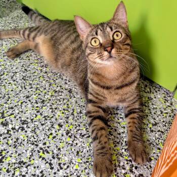 Frito -  Domestic Short Hair Cat for Adoption in Kerrville, Texas - Frito | PetCurious