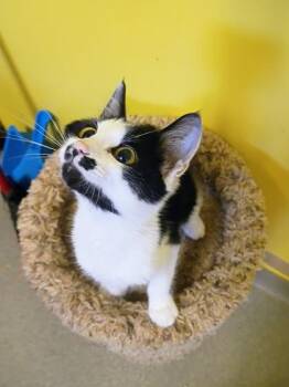 Ren -  Domestic Short Hair Cat for Adoption in Beatrice, Nebraska - Ren | PetCurious