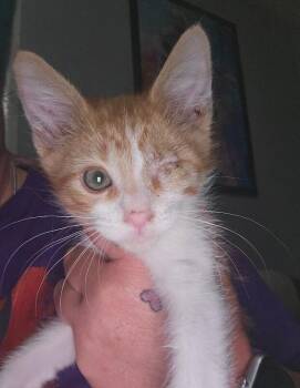 Habanero -  Domestic Short Hair Cat for Adoption in Grand Rapids, Michigan - Habanero | PetCurious