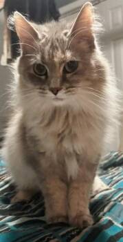Freya -  Domestic Long Hair Cat for Adoption in Knoxville, Tennessee - Freya | PetCurious