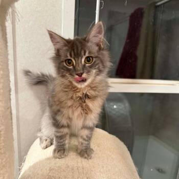 Aspen -  Domestic Medium Hair Cat for Adoption in Newcastle, Oklahoma - Aspen | PetCurious