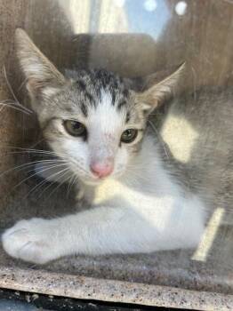 EFFEN 1 -  Domestic Short Hair Cat for Adoption in Rancho Cucamonga, California - EFFEN 1 | PetCurious