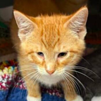 Domestic Short Hair Cats Available for Adoption in Concord, North Carolina - Elmo | PetCurious