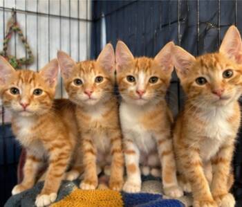 4 kittens 10 weeks old -  Egyptian Mau Cat for Adoption in Brampton, Ontario - 4 Kittens 10 Weeks Old | PetCurious