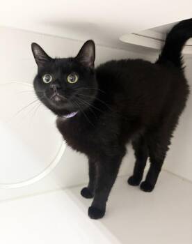 Domestic Short Hair Cats Available for Adoption in Rochester, Indiana - Zara | PetCurious