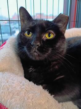 Domestic Short Hair Cats Available for Adoption in Morgantown, West Virginia - Shadow | PetCurious