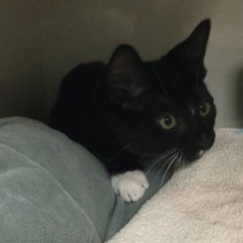 Baloo -  Domestic Short Hair Cat for Adoption in Redwood City, California - Baloo | PetCurious