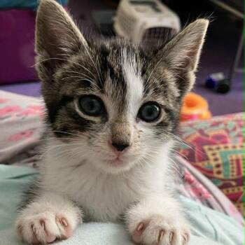 Domestic Short Hair Cats Available for Adoption in Candler, North Carolina - Ashwin | PetCurious