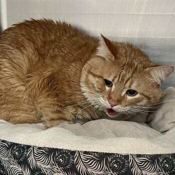 Odis -  Domestic Short Hair Cat Available for Adoption in Port Charlotte, Florida - Odis | PetCurious