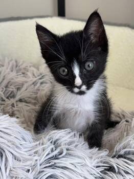 Sparrow -  Domestic Short Hair Cat for Adoption in Healdsburg, California - Sparrow | PetCurious