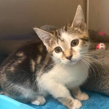 Autumn -  Domestic Short Hair Cat for Adoption in East Hanover, New Jersey - Autumn | PetCurious