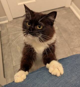 Domestic Medium Hair Cats Available for Adoption in South Bend, Indiana - Carrie Anne | PetCurious