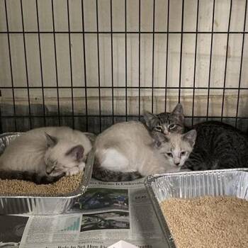 Benny -  Domestic Short Hair Cat for Adoption in Hawthorne, California - Benny | PetCurious
