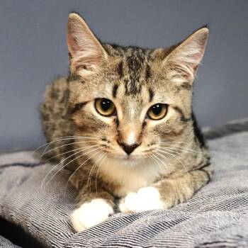 Quill -  Domestic Short Hair Cat for Adoption in Lakeland, Florida - Quill | PetCurious