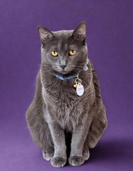 LUNA -  Russian Blue Cat for Adoption in Rowland Heights, California - LUNA | PetCurious