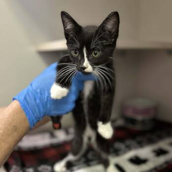 Domestic Short Hair and Tuxedo Cats Available for Adoption - Zane | PetCurious