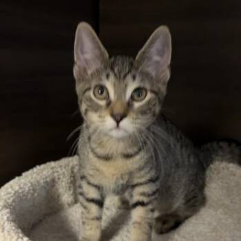 Beck -  Domestic Short Hair Cat for Adoption in Buffalo, New York - Beck | PetCurious