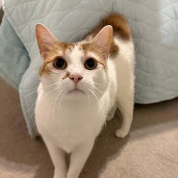 Nilah -  American Bobtail Cat for Adoption in Jacksonville, Florida - Nilah | PetCurious
