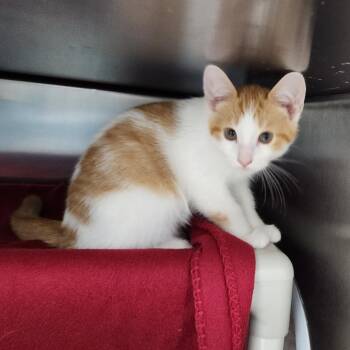 Miles -  Domestic Short Hair Cat for Adoption in Walker, Michigan - Miles | PetCurious