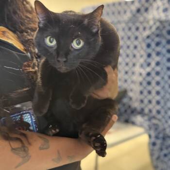 Odette-C -  Domestic Short Hair Cat for Adoption in East St. Louis, Illinois - Odette-C | PetCurious