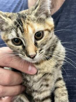 Domestic Short Hair Cats Available for Adoption in Dayton, Minnesota - Coca | PetCurious