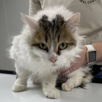 Domestic Medium Hair Cats Available for Adoption - Charlotte | PetCurious