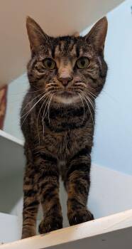 Tabby and Domestic Short Hair Cats Available for Adoption - Tilly | PetCurious