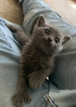 Tully -  Extra Toes Cat Hemingway Polydactyl and Domestic Short Hair Cat for Adoption in St. Augustine, Florida - Tully | PetCurious